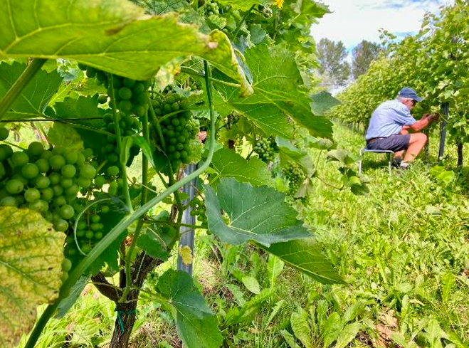 Wilde WIjngaard, Axele on-the-job, digitaliseren, tool, instructies, werkinstructies